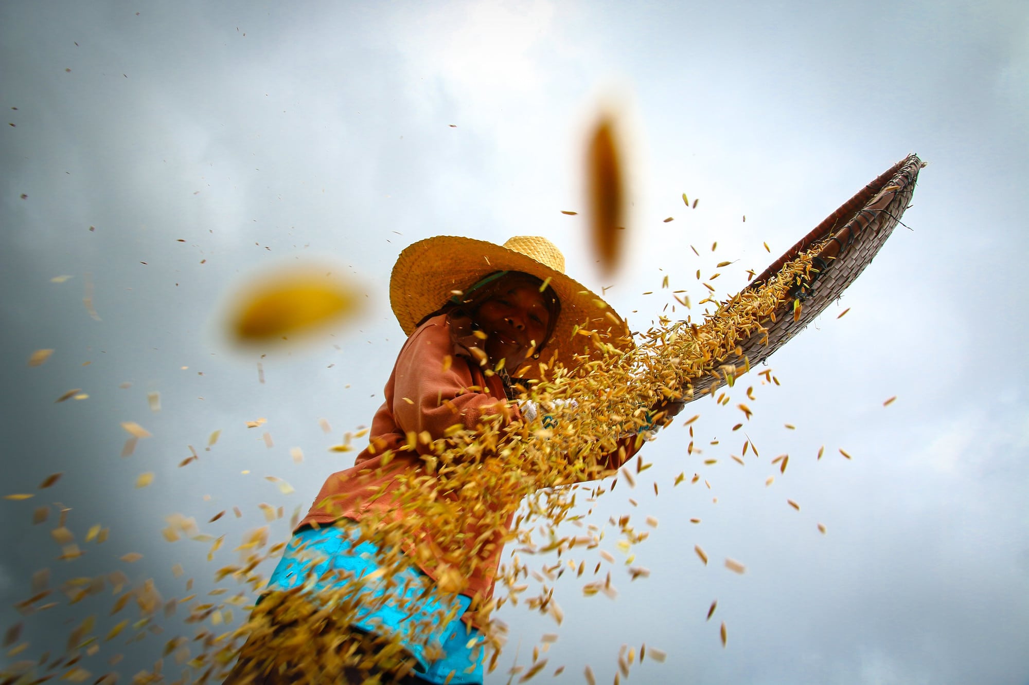 IR64: the world’s ‘mega’ rice