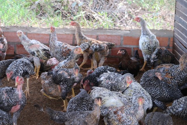 Chicken farm in Kampong, Chhnang, Cambodia