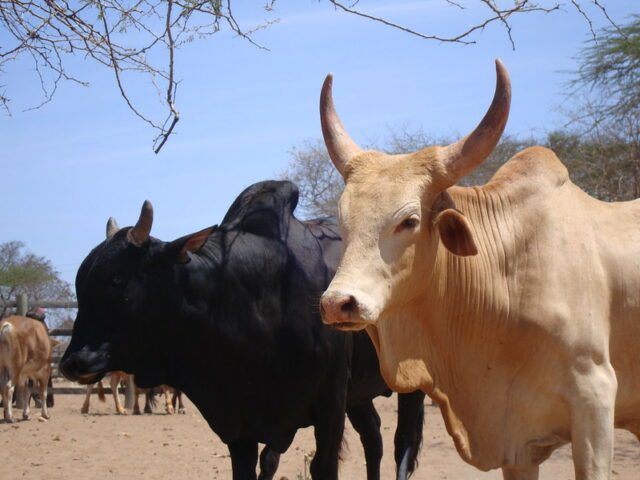 Cattle for sale at a local market in Ukambani, Kenya