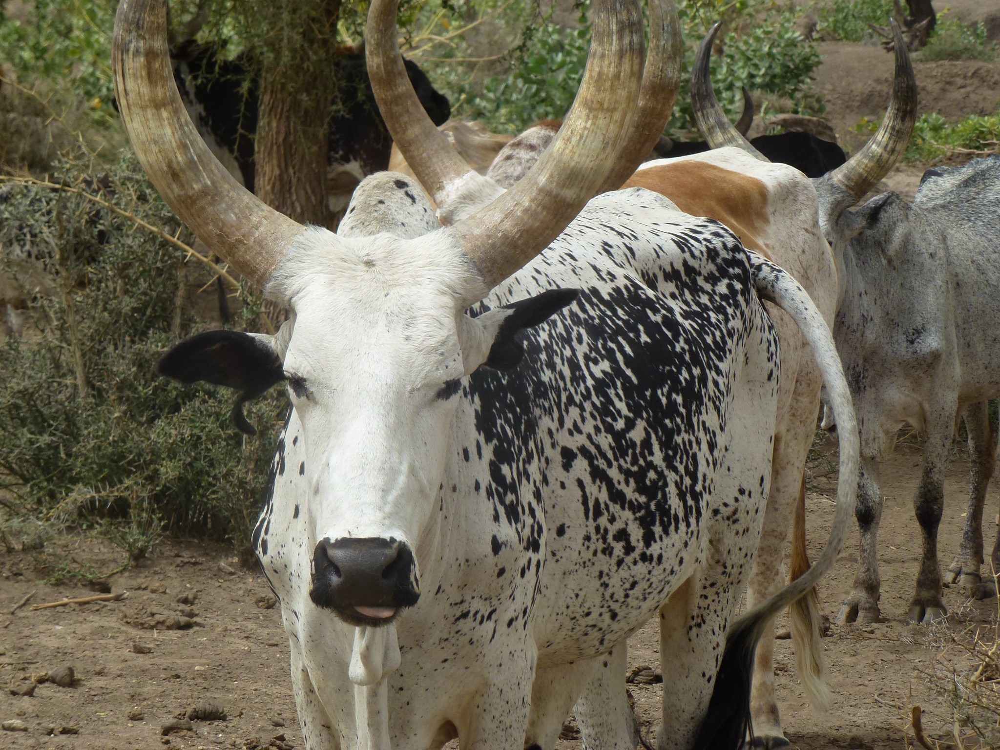 Cattle in Afar, Ethiopia (Credit: ILRI/Fiona Flintan)