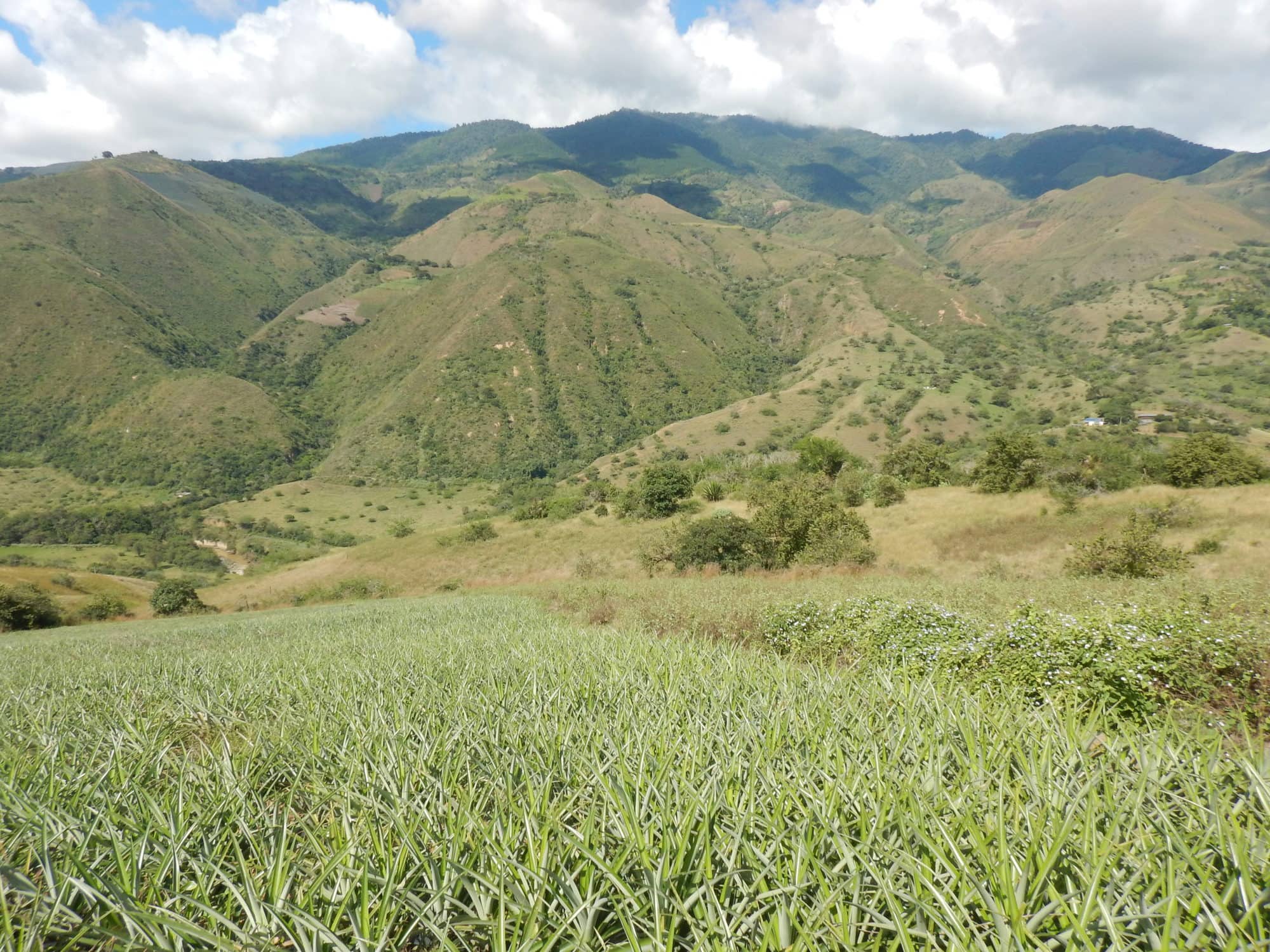 Real-time mapping of deforestation
