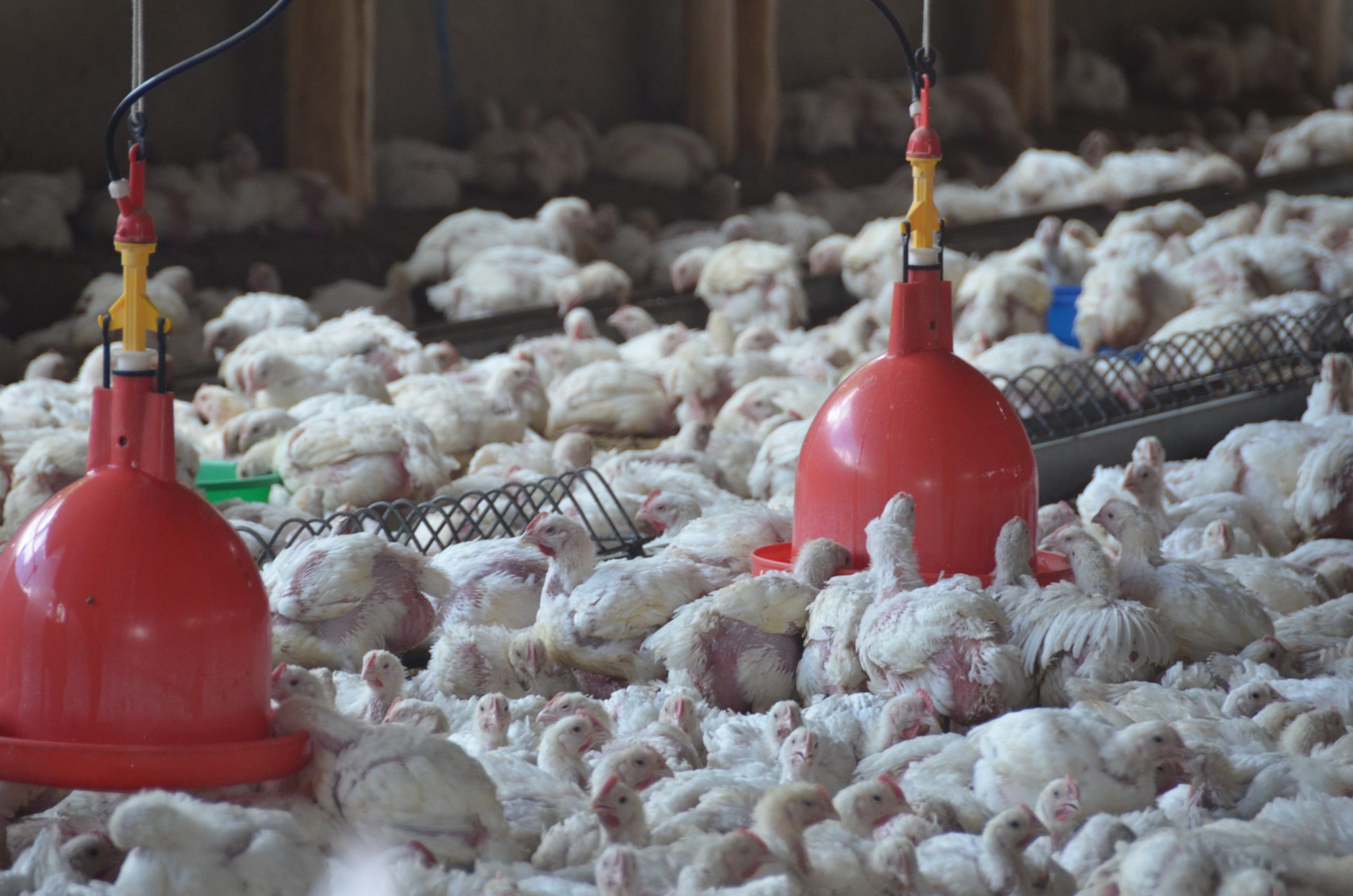A commercial chicken farm in East Shoa, Ethiopia