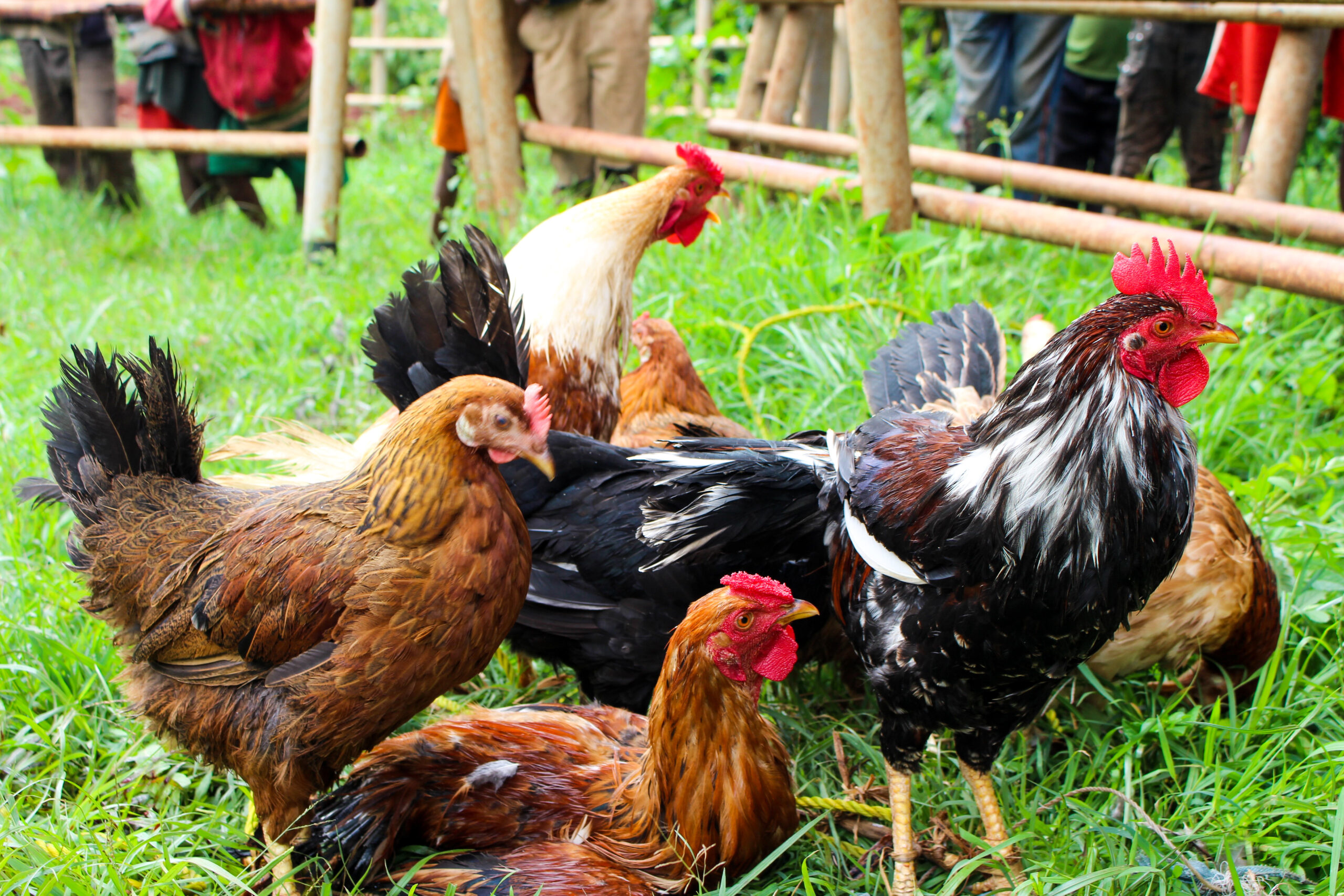 Chickens in Ethiopia