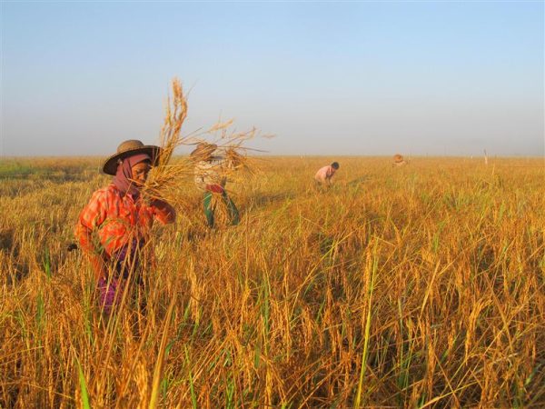 Agricultural worker in field.