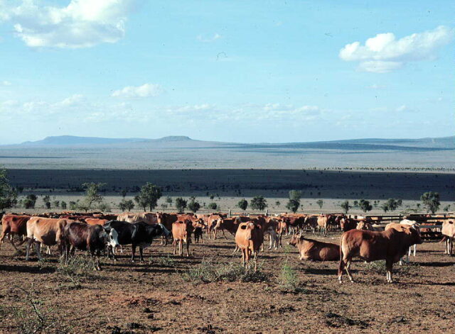 Kenya rangelands