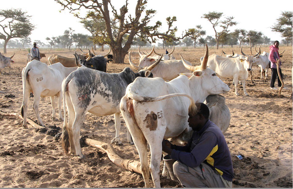 Milking line of cattle in Senegal