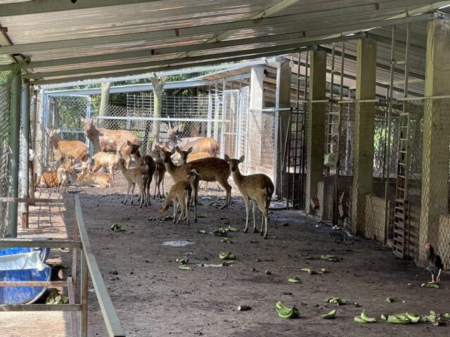 Photo: A wildlife farm in Dong Nai Province, Vietnam
