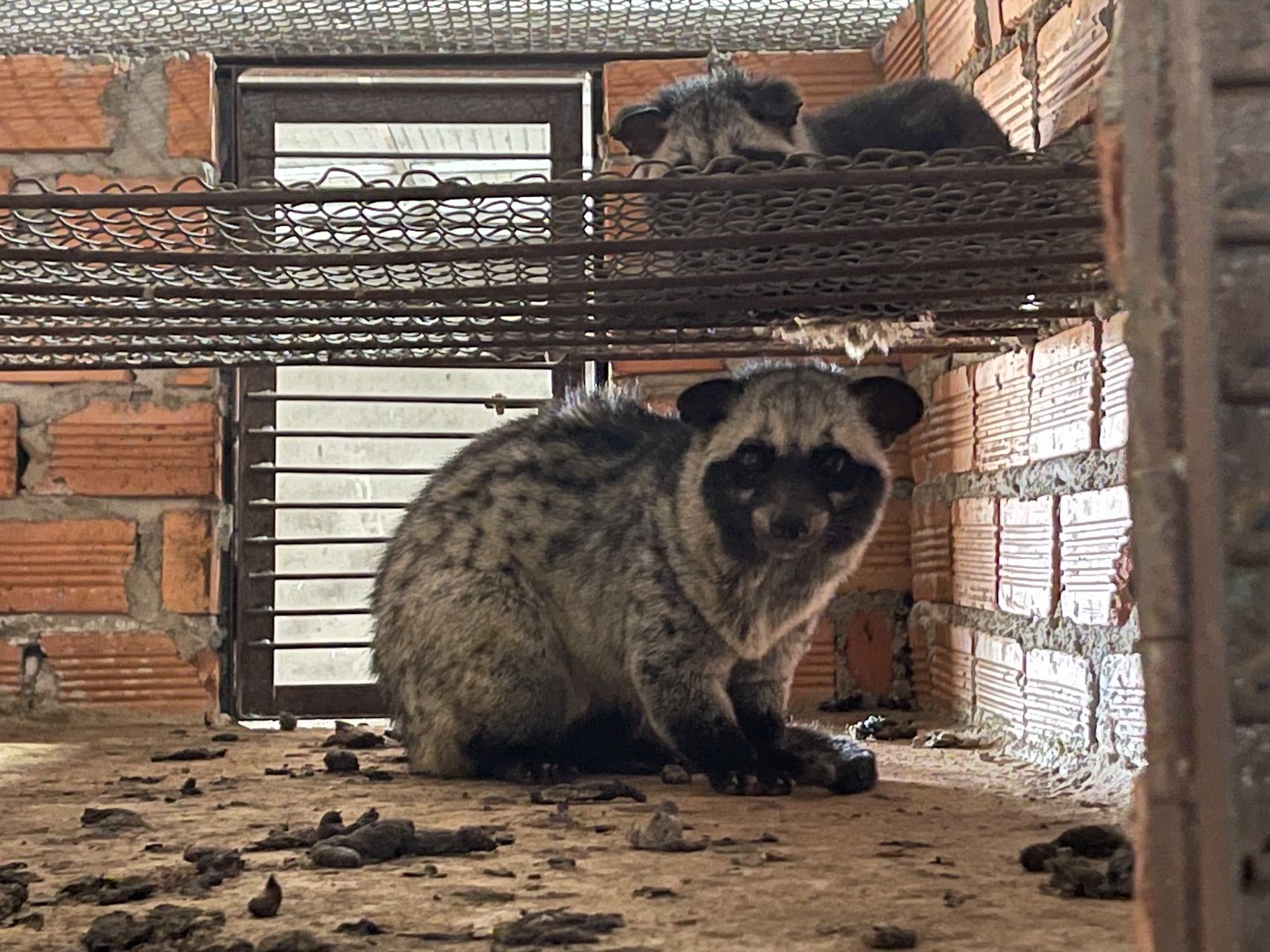 A civet farm in Dong Nai province, south Vietnam