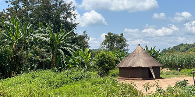 Banana growing in typical clusters near a house in South Eastern Equatorial (South Sudan).